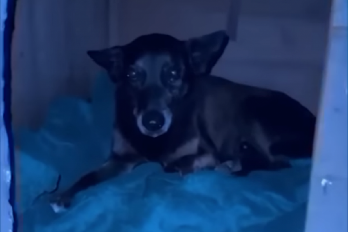 MP avalia exumação de Orelha ao detectar 'inconsistências'