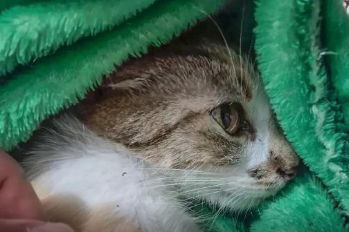 Mulher é presa após arremessar gata de prédio em Curitiba