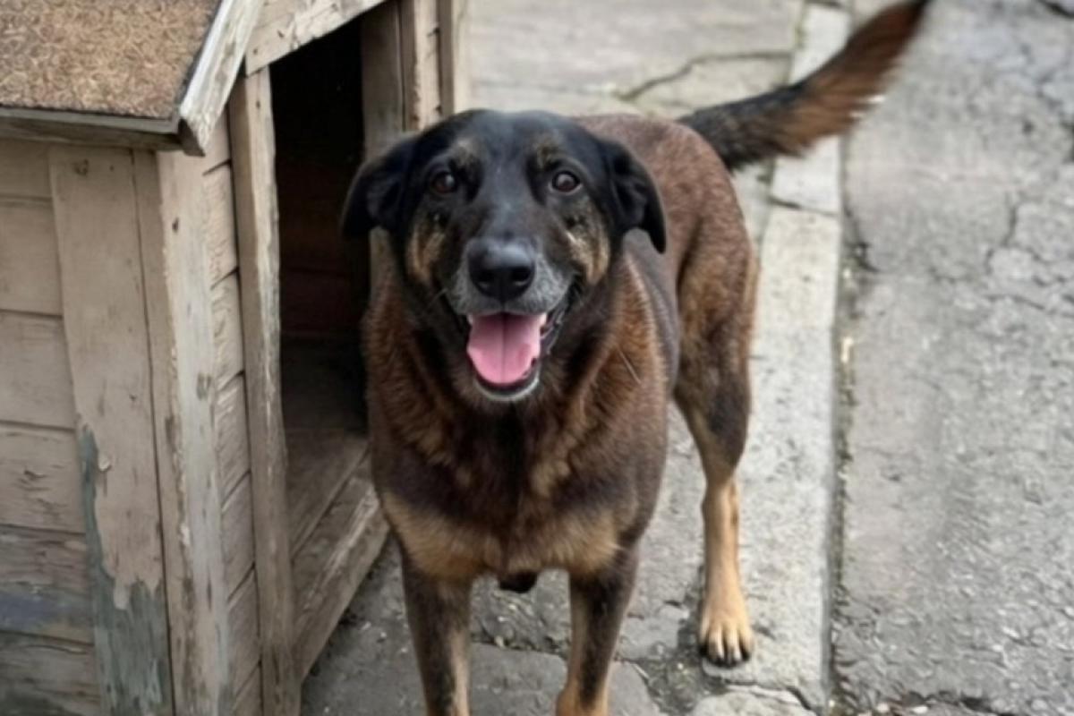 Orelha não sofreu fraturas causadas por ação humana, diz laudo