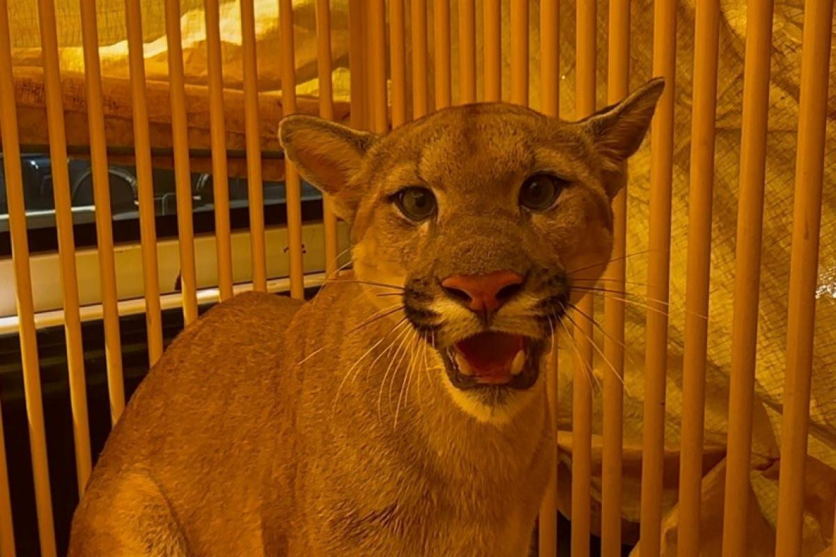 PM Ambiental resgata onça parda presa acidentalmente em gaiola