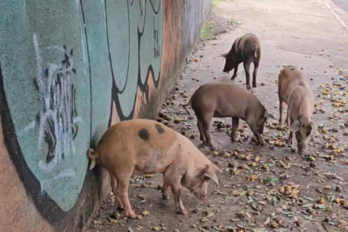 Porcos voltam a circular no Centro de Bauru e geram temor; VÍDEO
