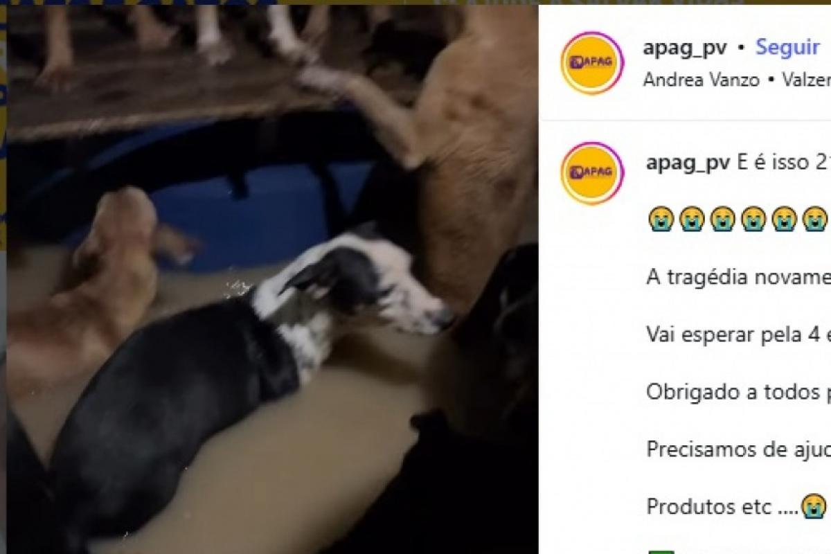 Temporal alaga hospital municipal e abrigo de cães; VÍDEO