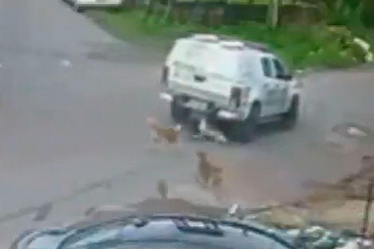 Viatura atropela e mata dois cachorros em Manaus
