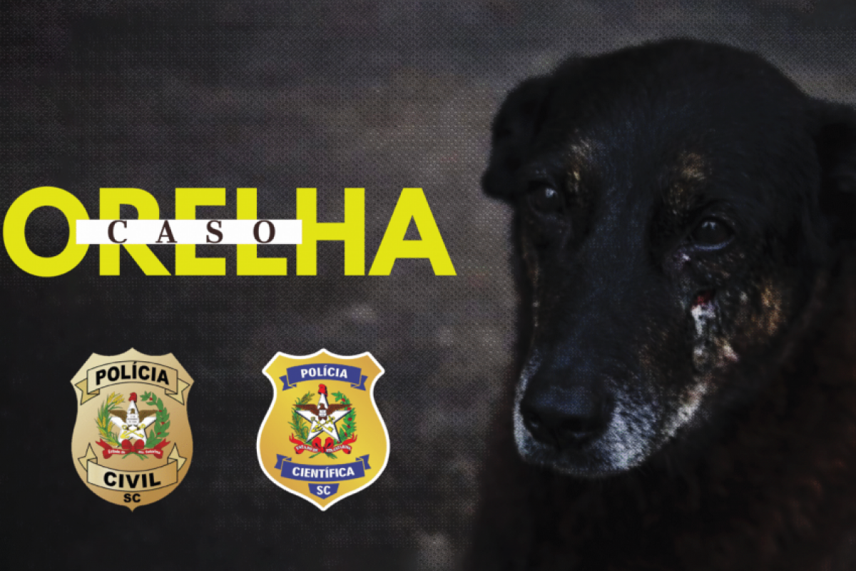 VÍDEO contradiz versão de adolescente no caso do cão Orelha