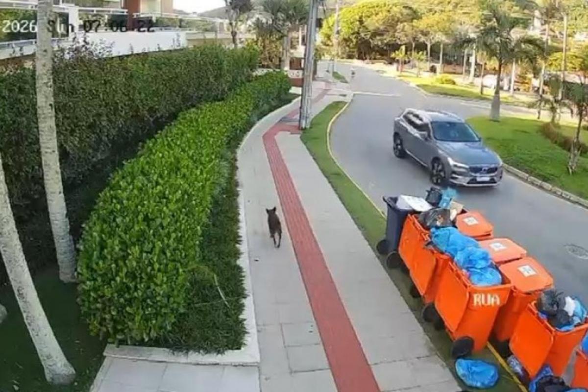 Vídeo de Orelha sem ferimentos vira arma da defesa de adolescente