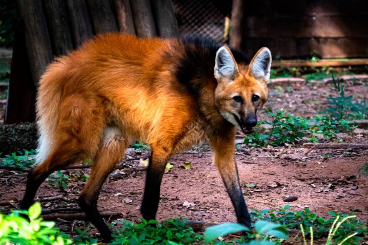 Zoo de Bauru se despede de um dos seus lobos-guarás