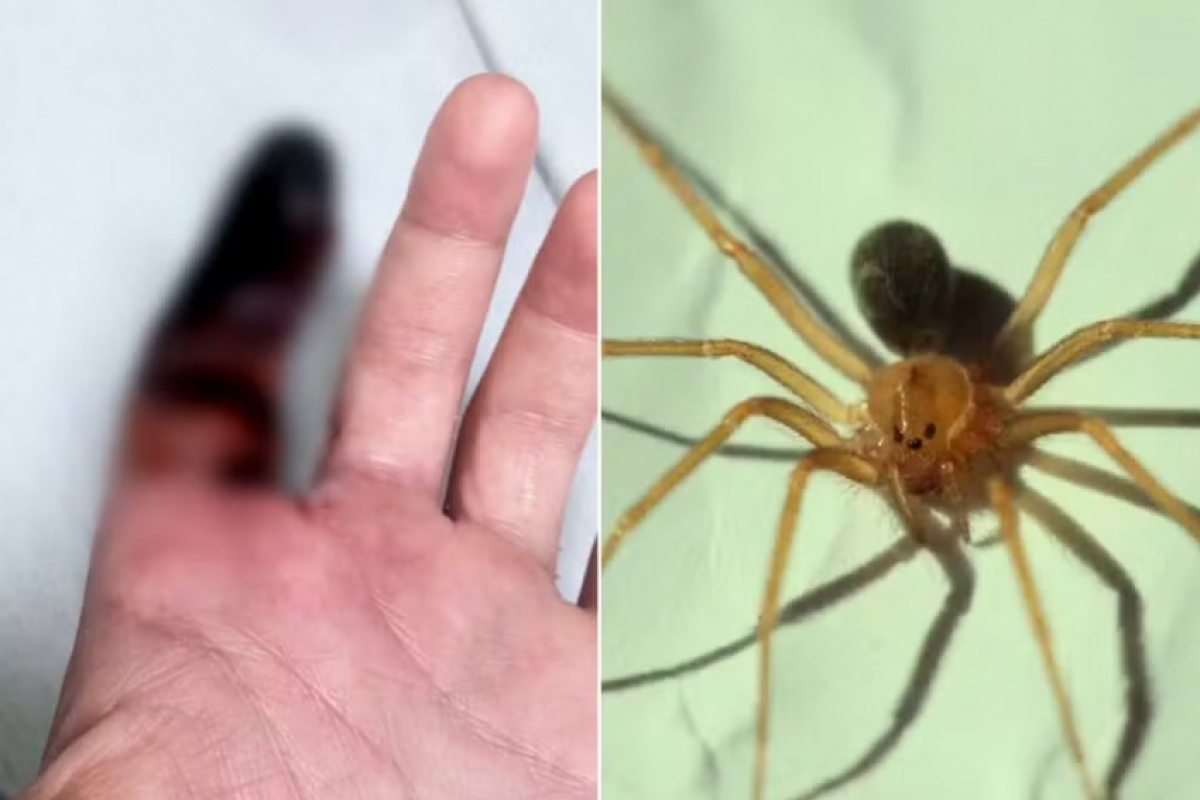 5 pontos que podem abrigar aranhas-marrons sem você perceber