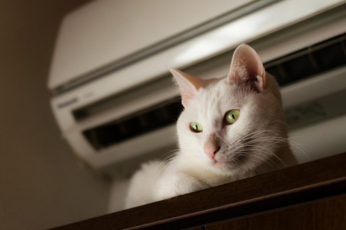 Ar-condicionado: como acertar a temperatura nos dias mais quentes