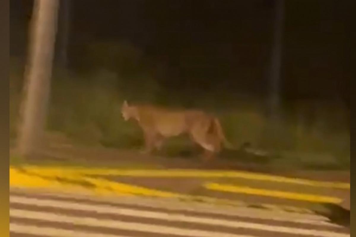 Bauru: onça assusta moradores e cancela treino de corrida; VÍDEO