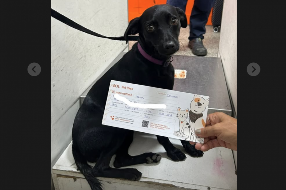 Cachorrinha escapa da caixa e paralisa aeroporto de Congonhas