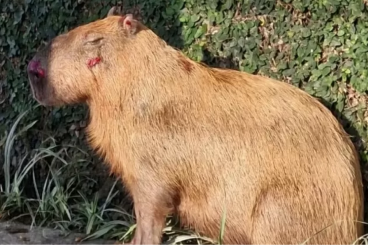 Capivara espancada por bando de 8 ainda corre risco sério; VÍDEO