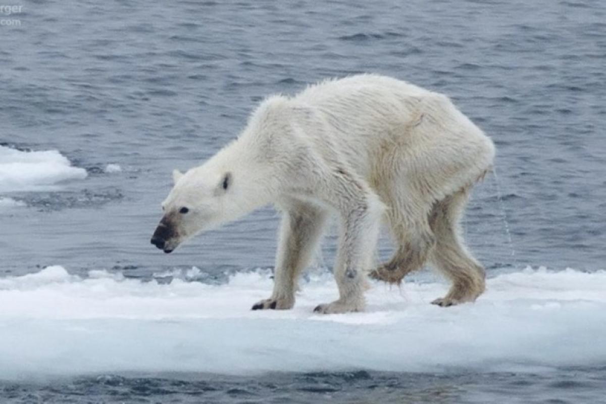 Cientistas correm para guardar gelo do mundo na Antártida