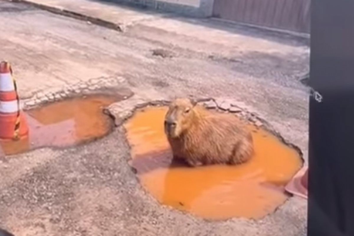 Morador cria capivara com IA e faz prefeitura tapar buraco; VÍDEO