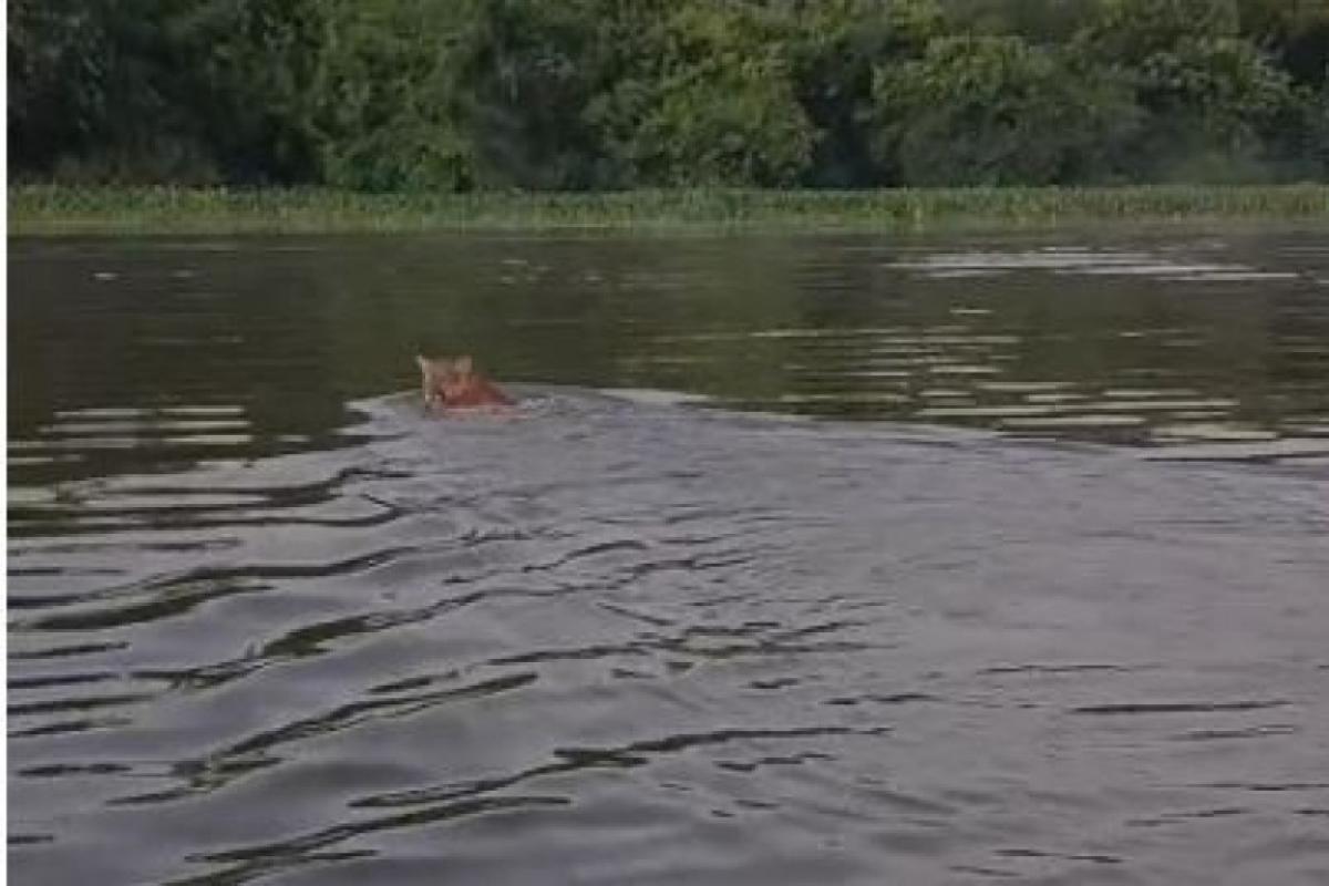 Onça é flagrada por pescadores nadando no Tietê na região; VÍDEO