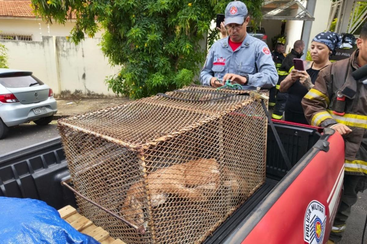 Onça-parda aparece em residência no Jardim Higienópolis em Bauru