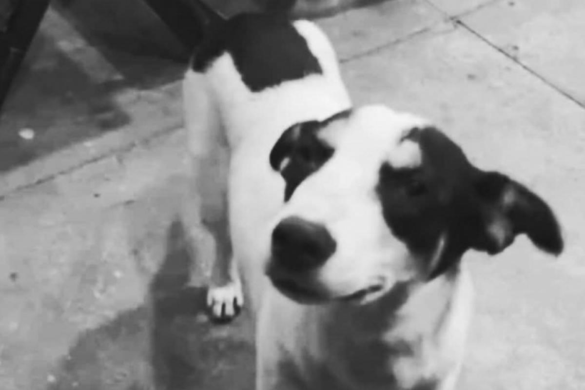 Polícia identifica suspeito de atropelar e arrastar cão; VÍDEO