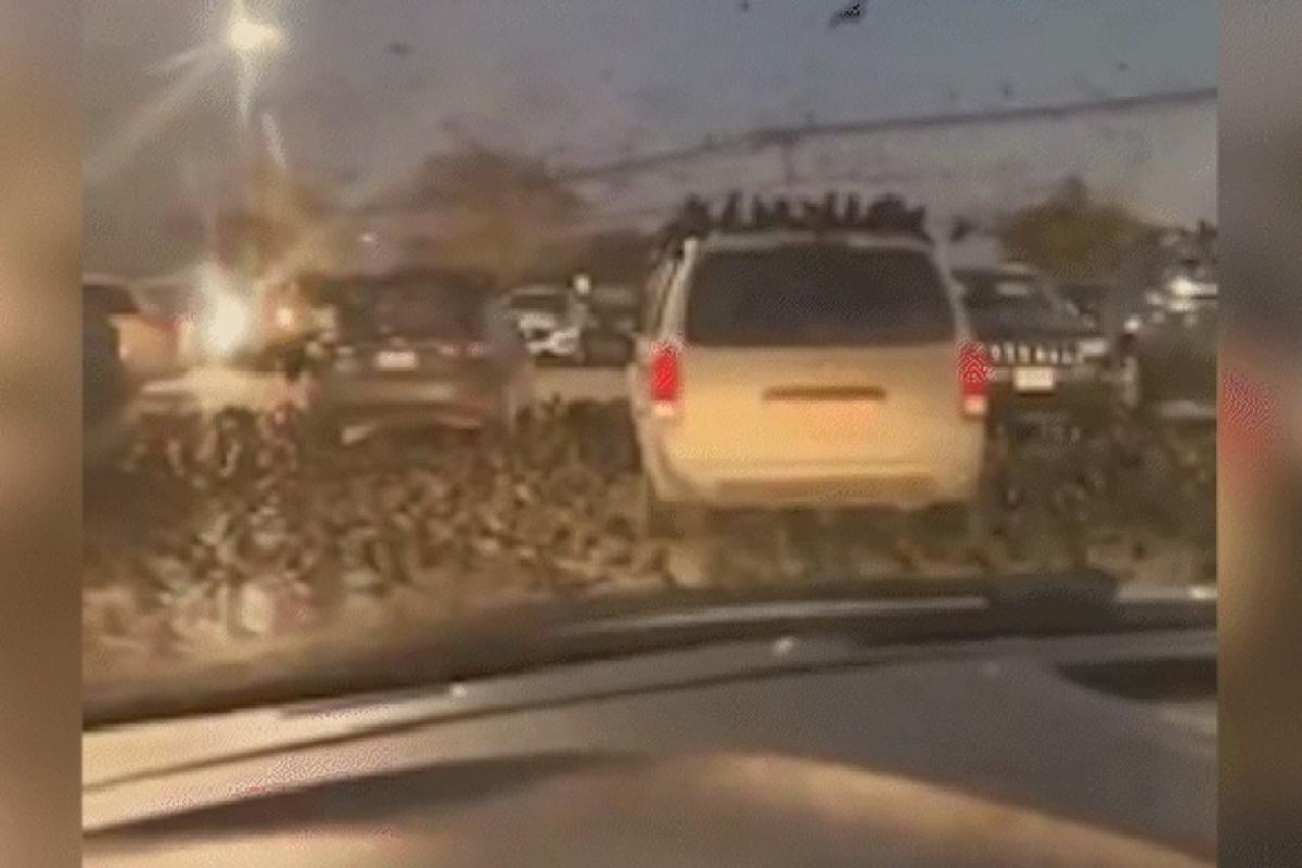 Tel Aviv tomada por corvos gera pânico e teorias nas redes