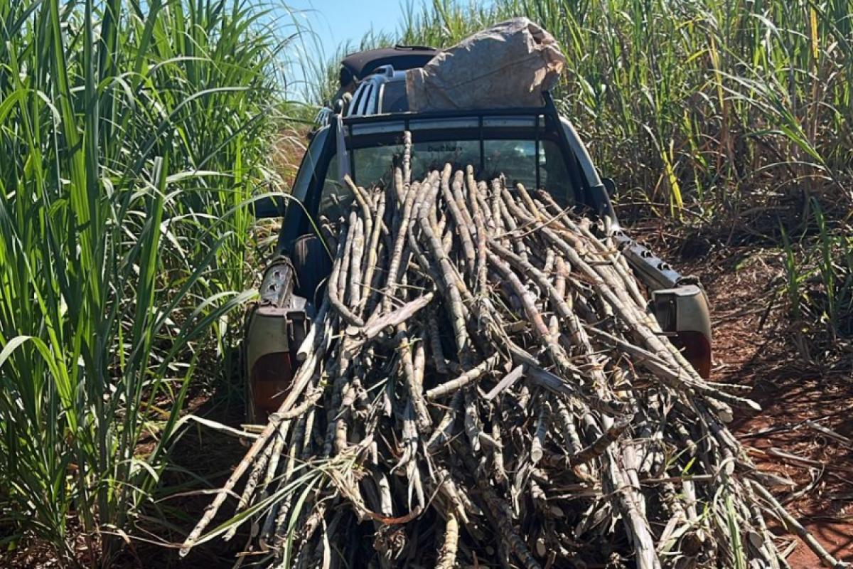 Trio é preso após furtar 1 tonelada de cana em Jaú