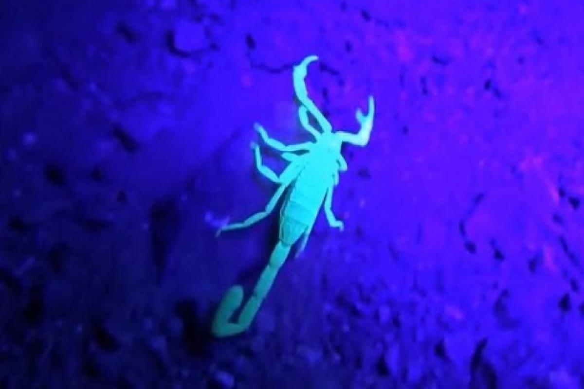 Após morte de menino, moradores capturam 100 escorpiões