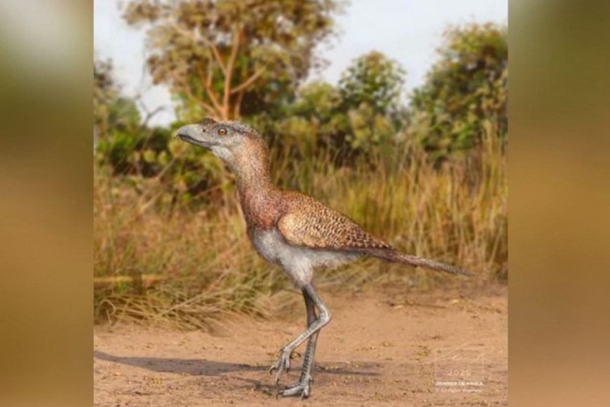 Brasileiros encontram espécie mais recente das 'aves do terror'