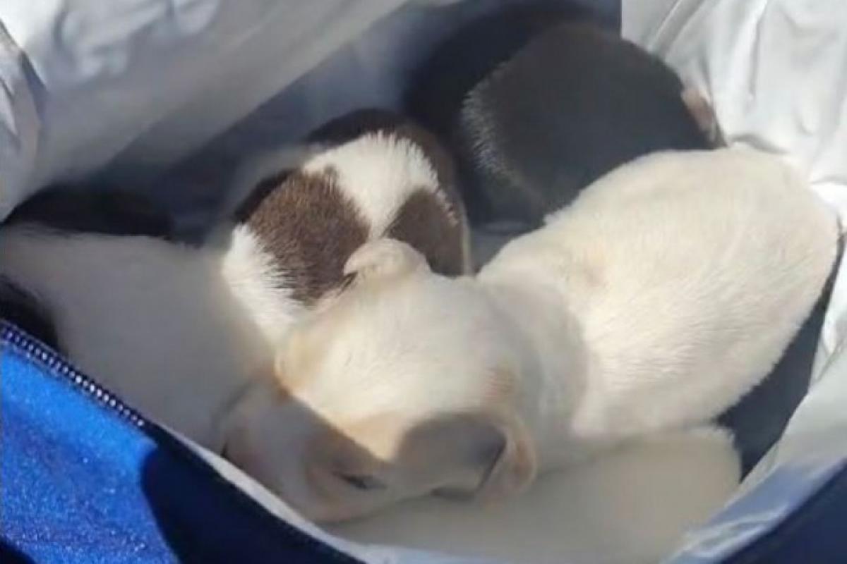 Filhotes abandonados são salvos pouco antes de compactação; VÍDEO