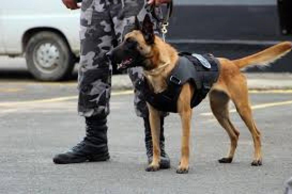 Homem continua fumando maconha na frente da PM e admite cultivo