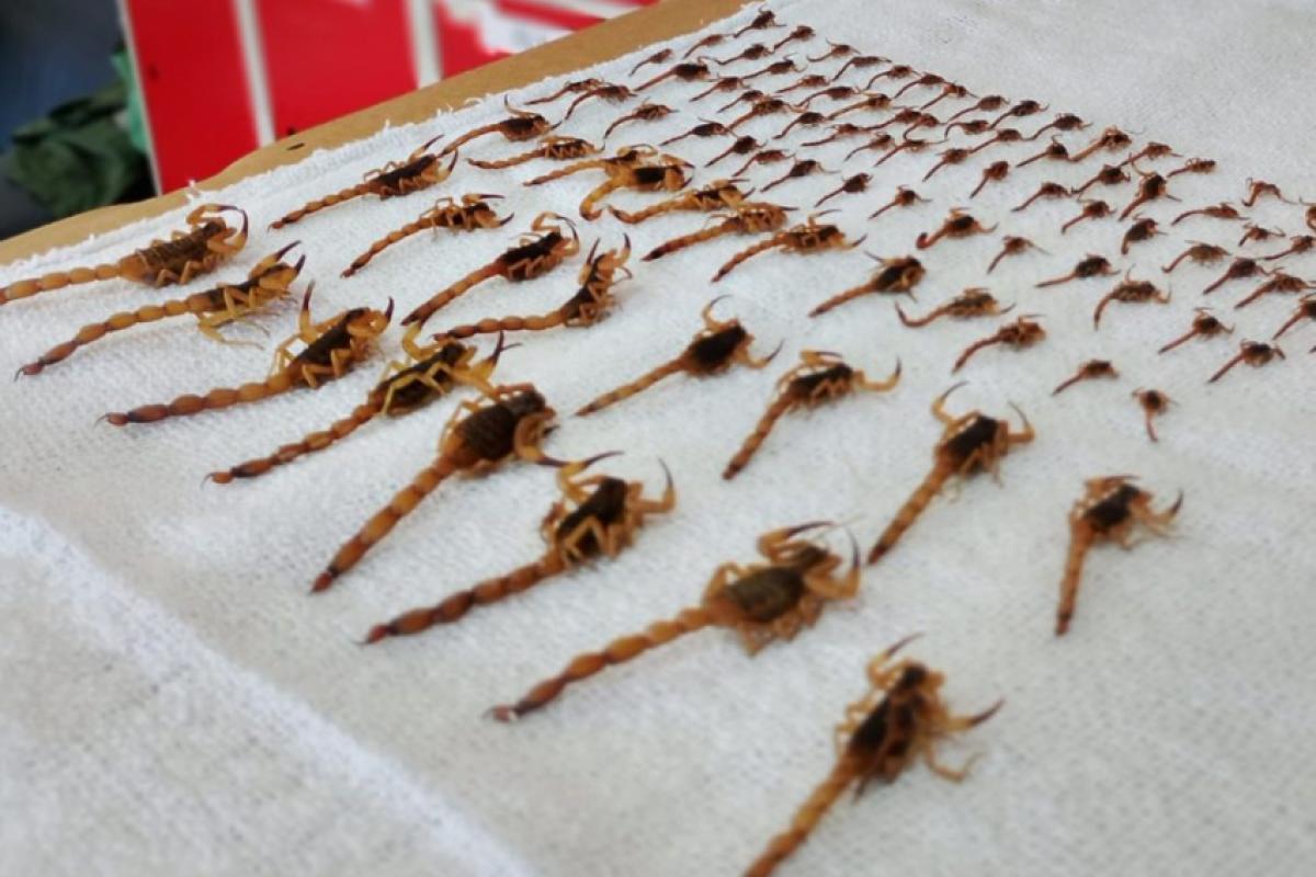 Mais de 250 escorpiões são encontrados em condomínio de SC