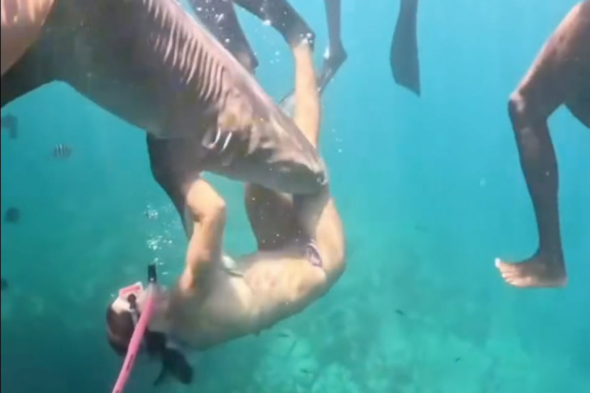 Novo vídeo mostra ângulo inédito de ataque de tubarão em Noronha