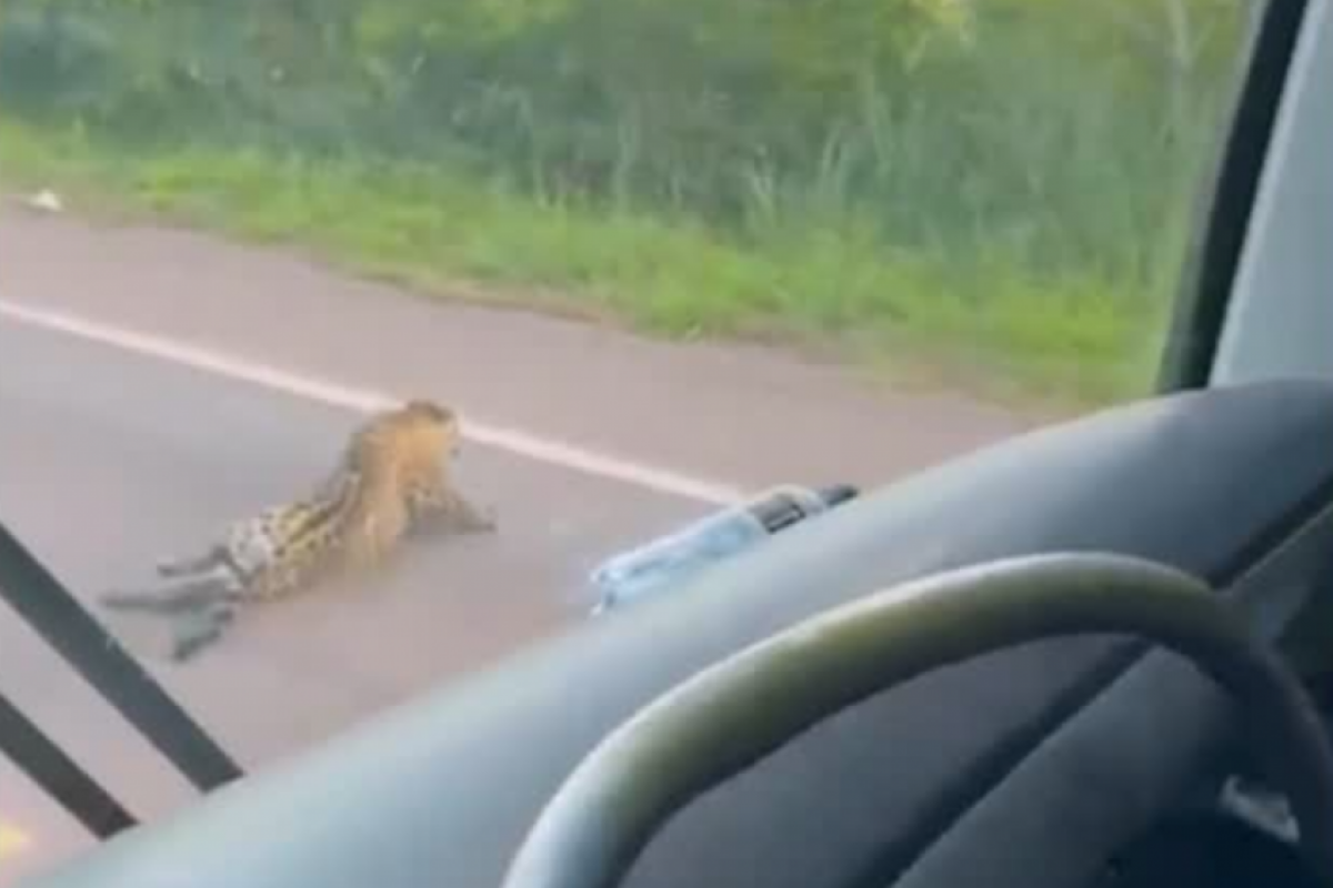 Onça atropelada se arrasta para sair da estrada e morre; VÍDEO