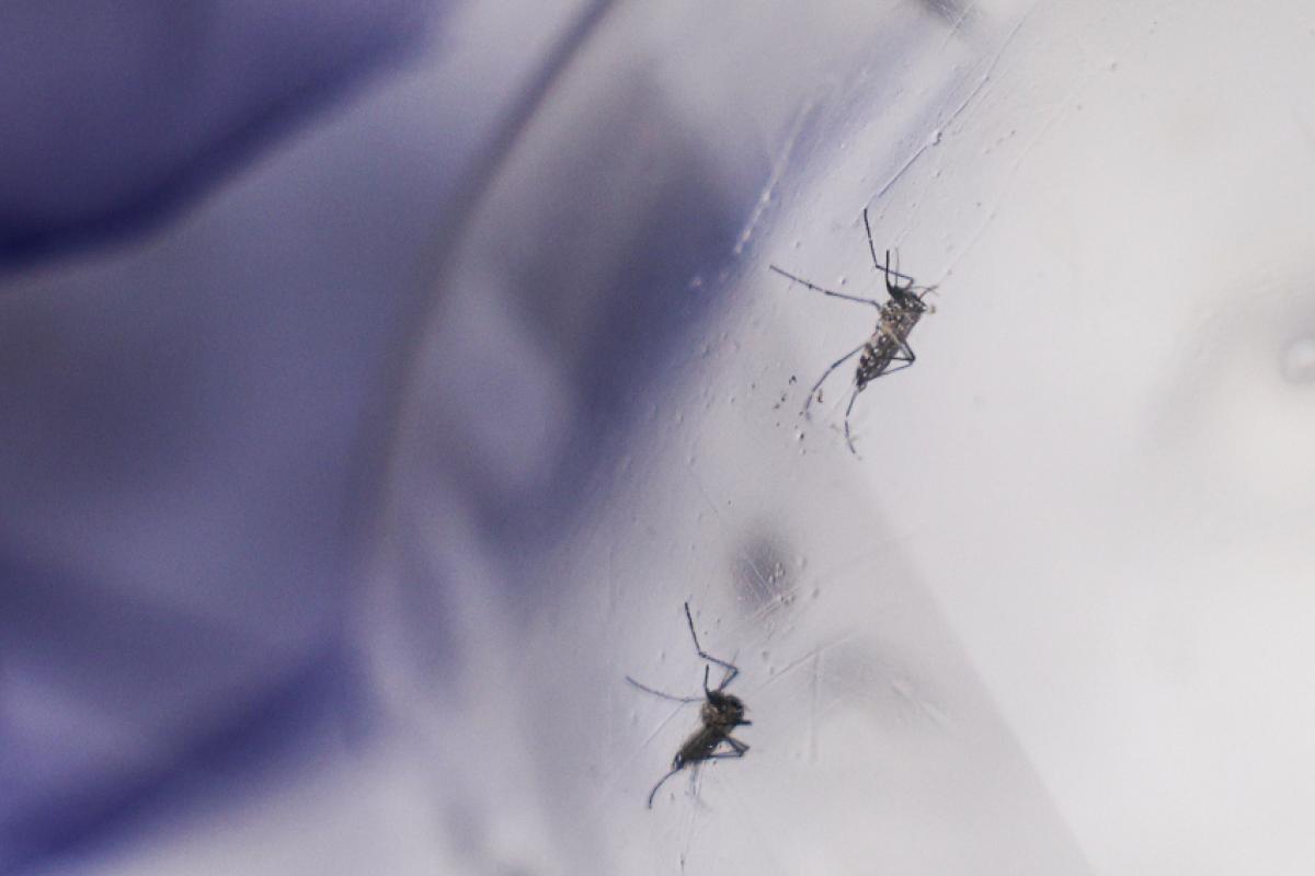 Uma cidade concentra 42% das mortes por chikungunya do país