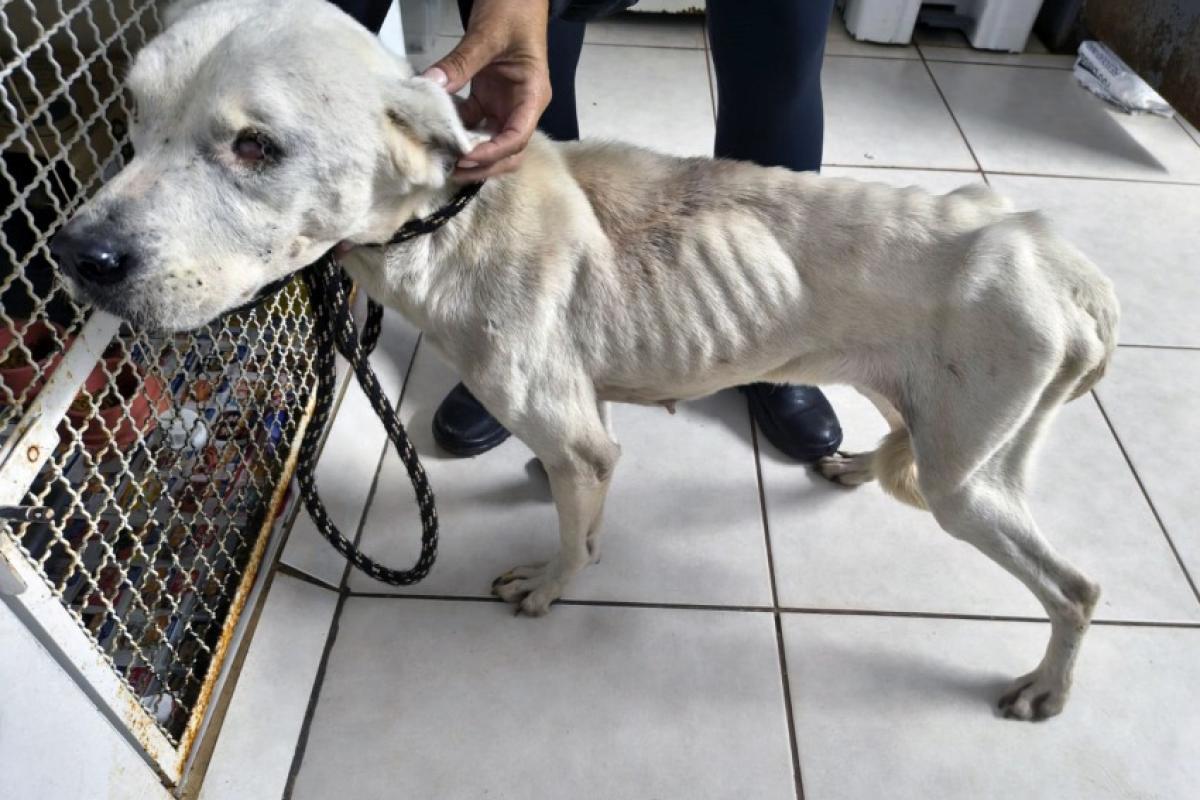 Cachorra é resgatada em situação de maus-tratos em Botucatu