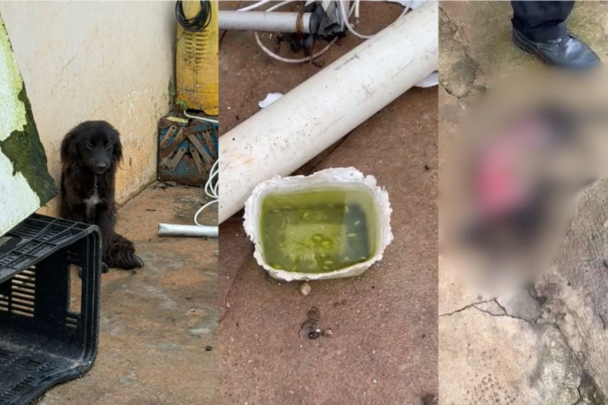 Cães sobrevivem comendo carcaça de filhote em caso de maus-tratos