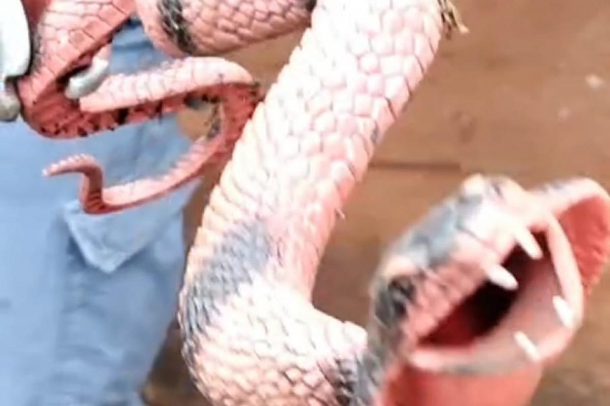 Cobra 'gigante' de borracha assusta moradores e mobiliza bombeiro