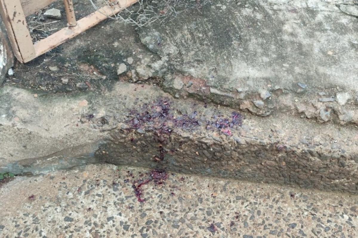 Homem é preso após golpear dois cães com facão; um deles morreu