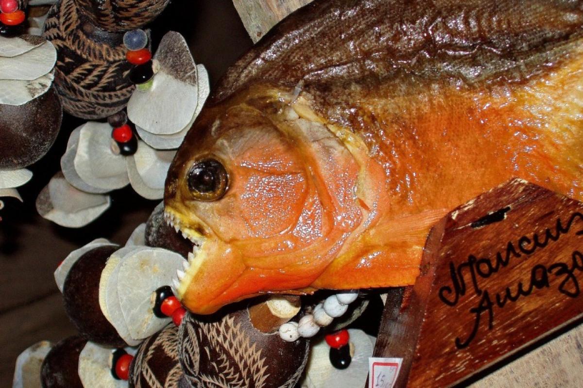 Homem se afoga no Dia das Mães e é devorado por piranhas