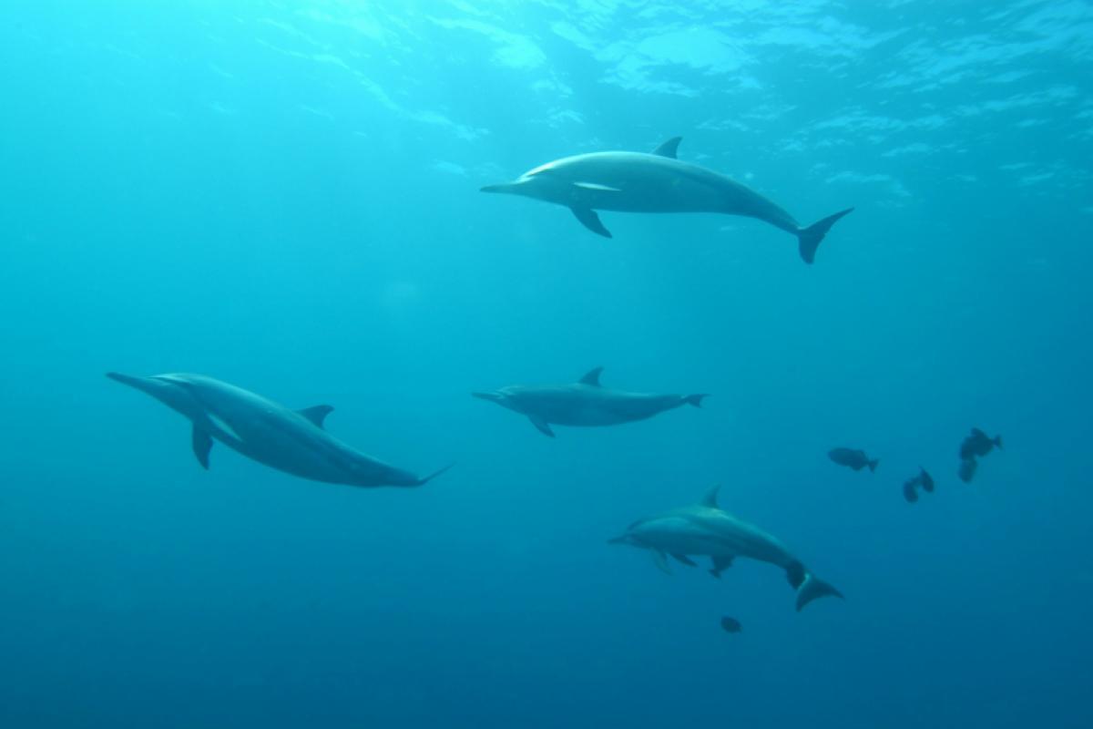 Irã avalia usar golfinhos com minas contra navios dos EUA