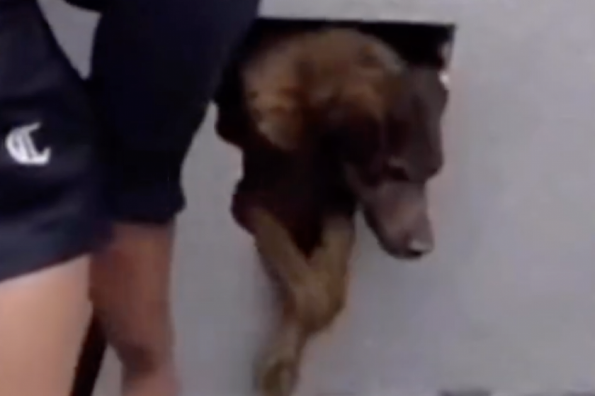 Moradores se unem para retirar cachorrinha de dentro de parede