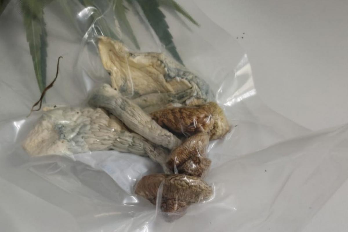 Polícia Civil apreende pés de maconha, óleo da droga e cogumelos