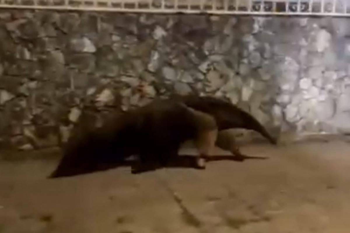 Tamanduá-bandeira impressiona ao passear por ruas de Bauru; VÍDEO