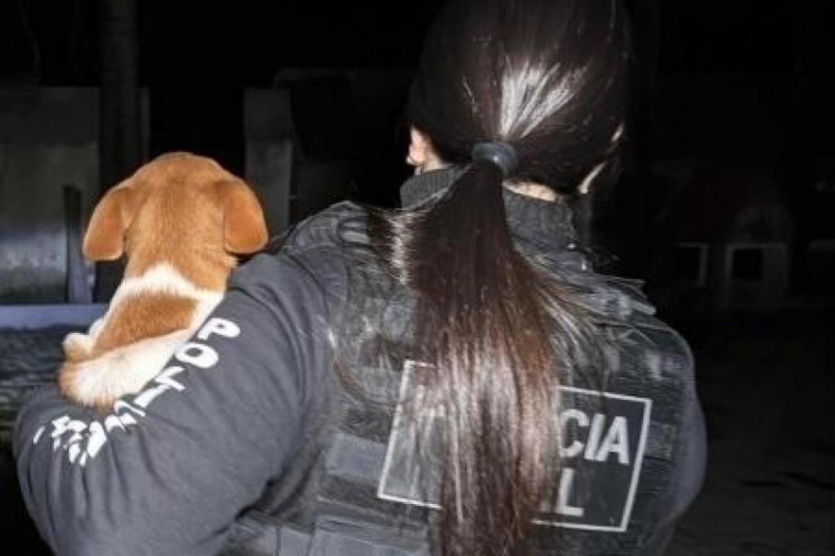 Ex-secretária e veterinários são presos por mortes de animais