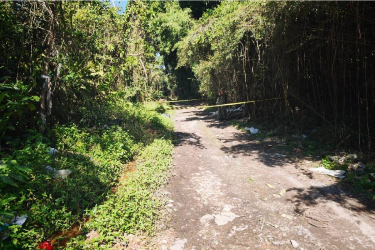 GCM encontra corpos em área de mata na zona leste de São Paulo