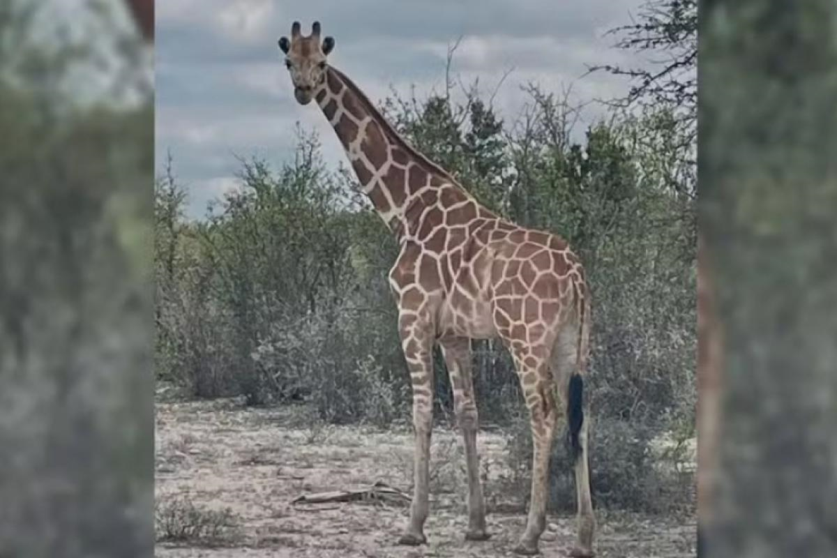 Girafa é encontrada duas semanas após escapar de rancho nos EUA