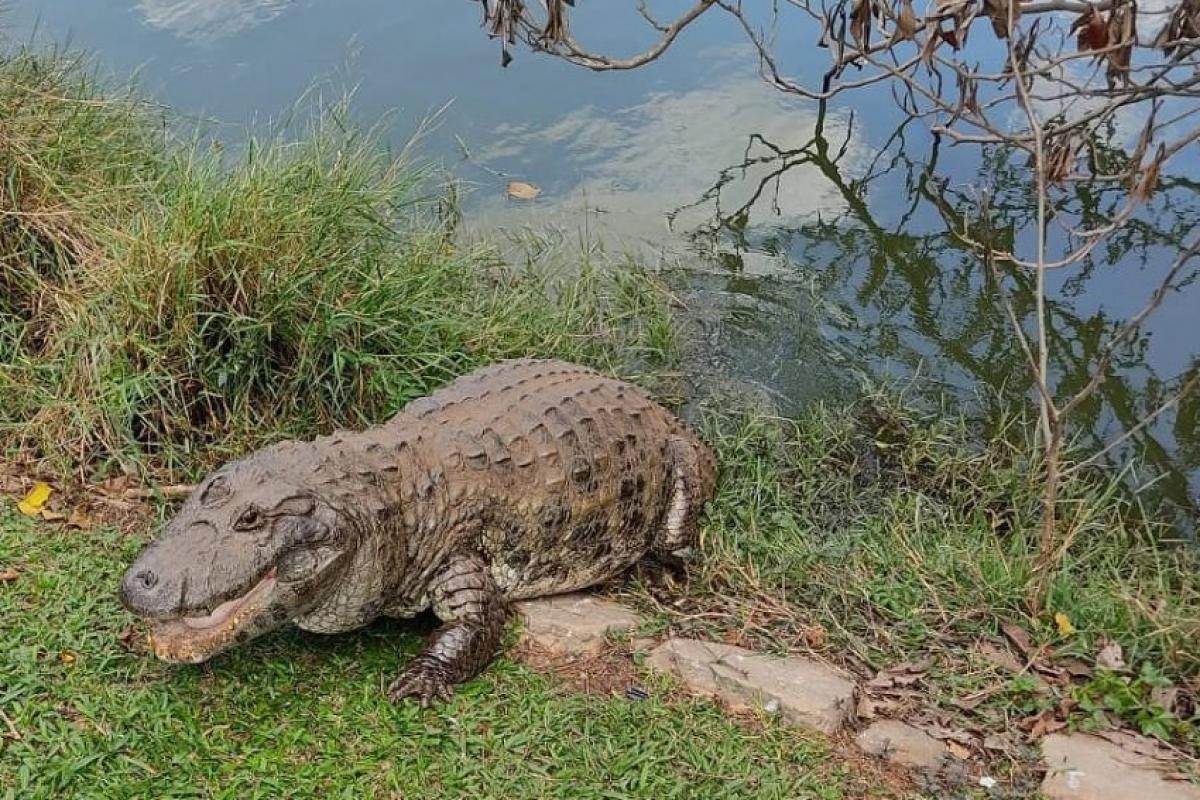 Jacaré vive há mais de 40 anos no Jardim Botânico de SP