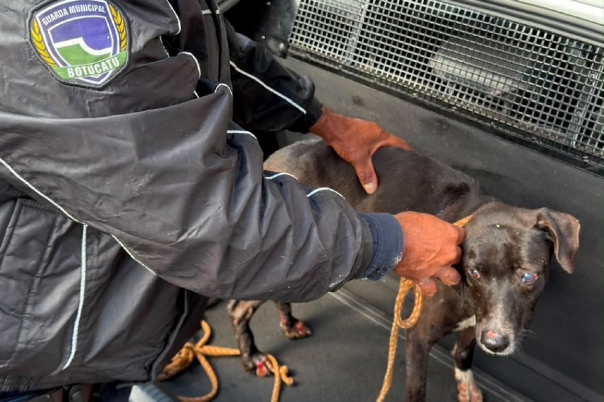 Guardas civis municipais resgatam cão que caiu em rio da região