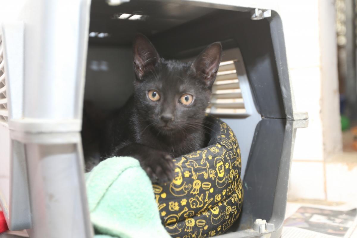 Pode alimentar gatos em condomínio? Justiça condena moradoras