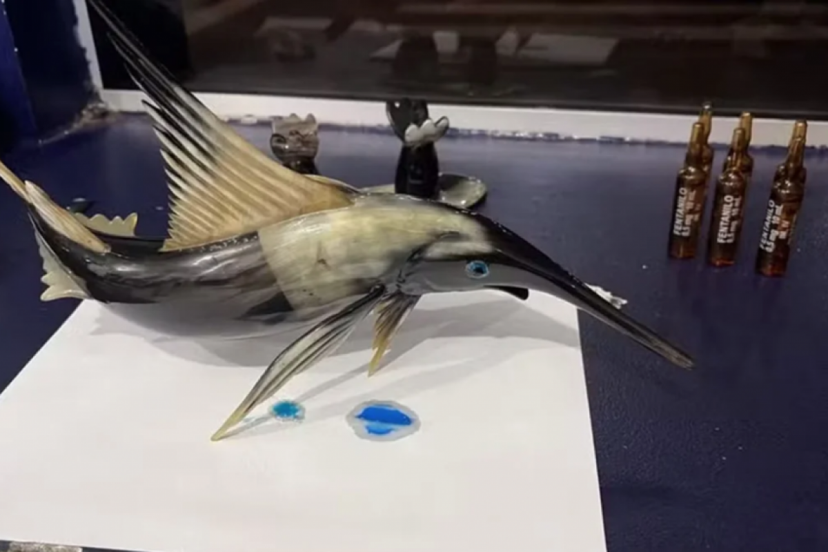PRF encontra cocaína escondida em escultura de peixe