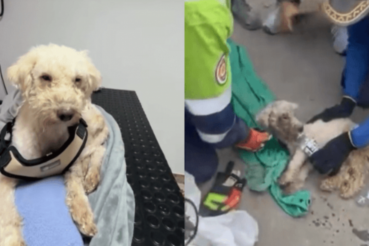 Venezuela: Cãozinho é resgatado ao lado do corpo da tutora; VÍDEO