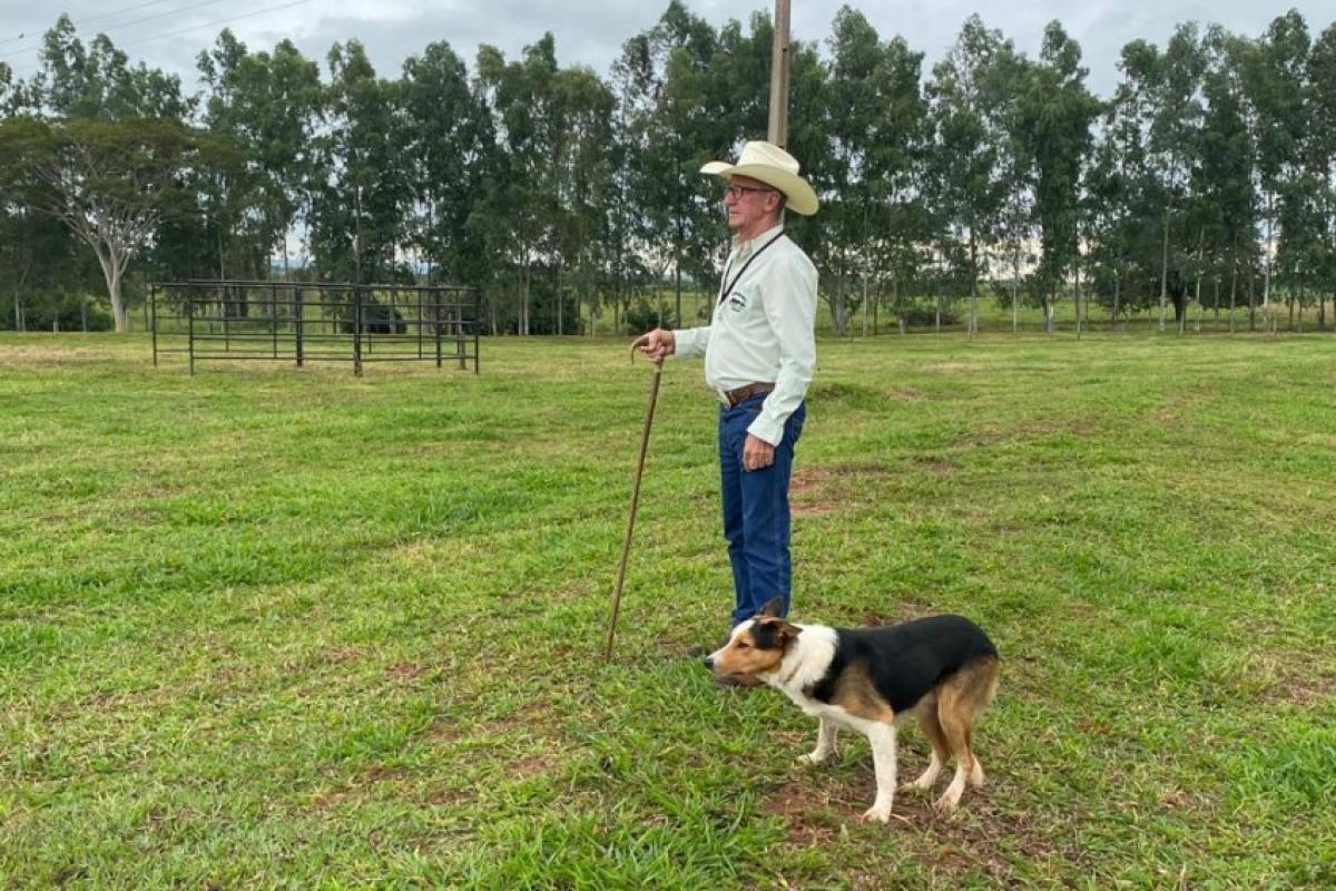 Border Collie: inteligência do cão é destaque na Agro Sem Limites