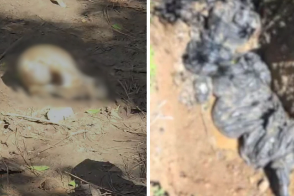Dezenas de cães achados em sacos de lixo são enterrados; VÍDEO