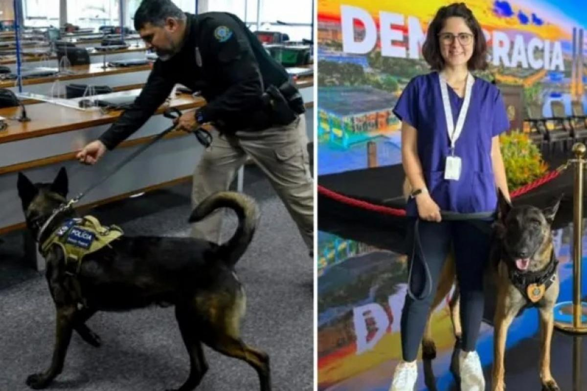 Entenda para que são usados cães do Senado e o que é cinotecnia